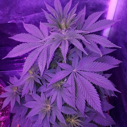OG Kush #1 growlog timeline photo