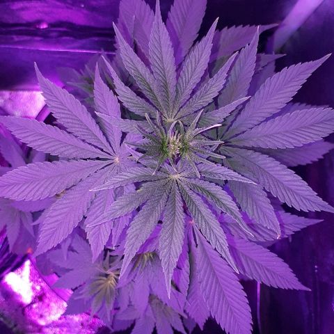 OG Kush #1 growlog timeline photo