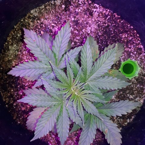 Super Critical Automatic growlog timeline photo