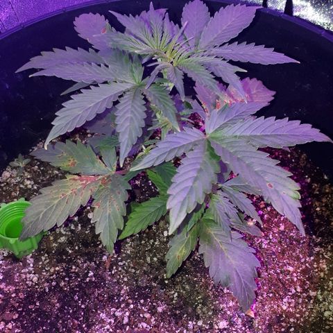 Super Critical Automatic growlog timeline photo