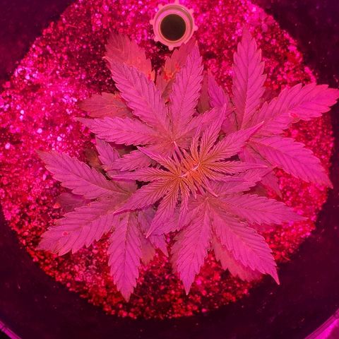 Super Critical Automatic growlog timeline photo