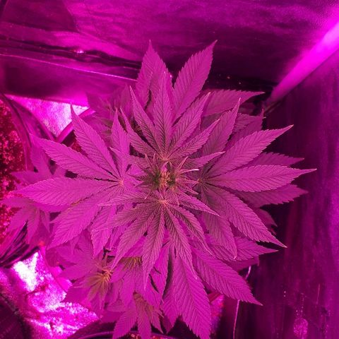 OG Kush #1 growlog timeline photo