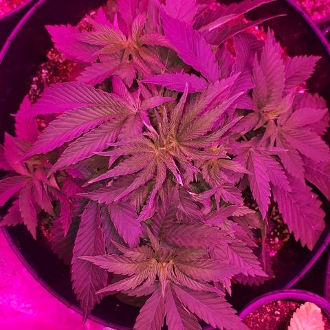Gorilla Zkittlez growlog timeline photo