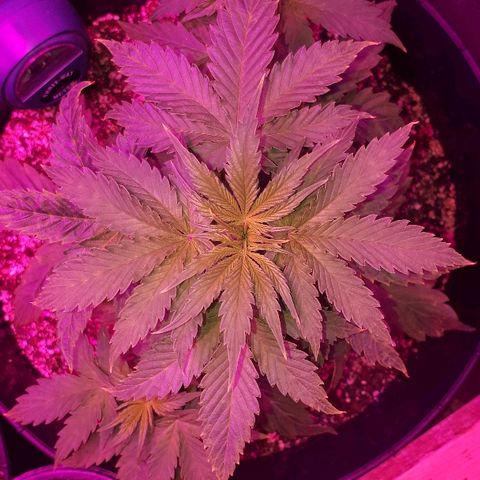 Glue Gelato Auto growlog timeline photo