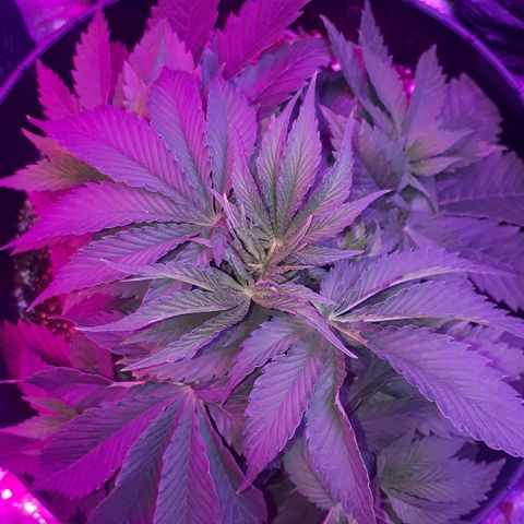 Gorilla Zkittlez growlog timeline photo