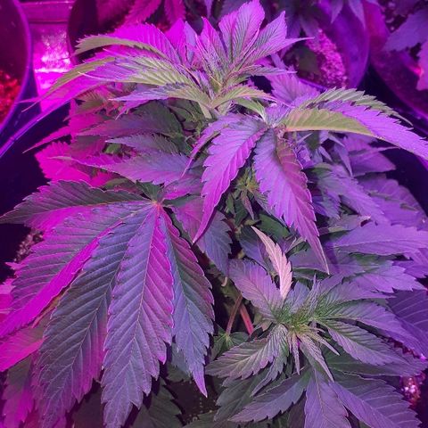 Gorilla Zkittlez growlog timeline photo