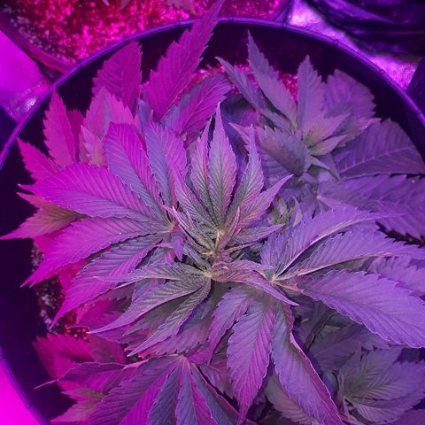 Gorilla Zkittlez growlog timeline photo