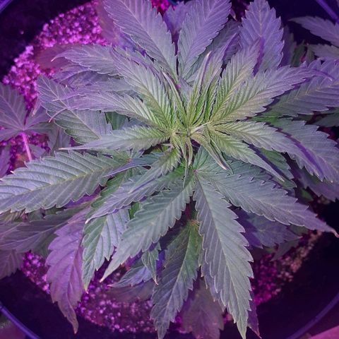 Glue Gelato Auto growlog timeline photo