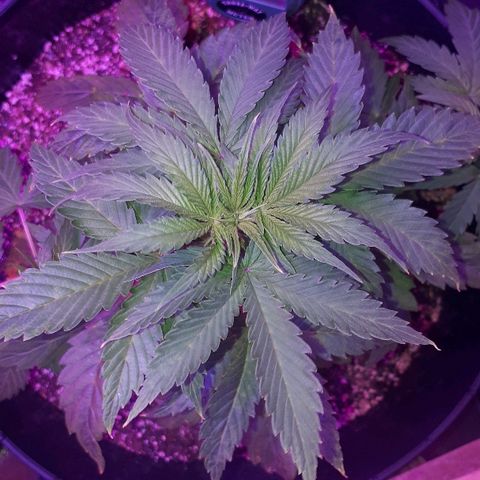Glue Gelato Auto growlog timeline photo
