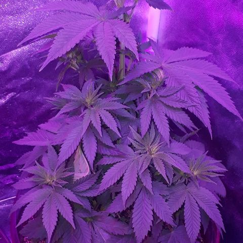 OG Kush #1 growlog timeline photo