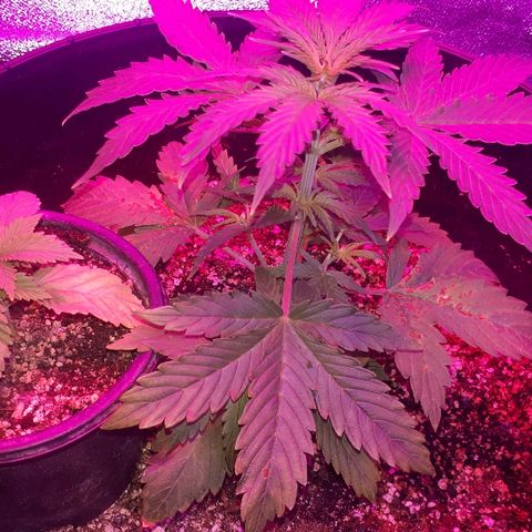 Super Critical Automatic growlog timeline photo