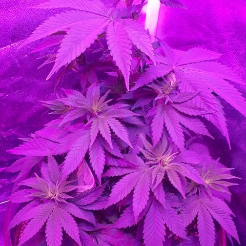 OG Kush #1 growlog timeline photo