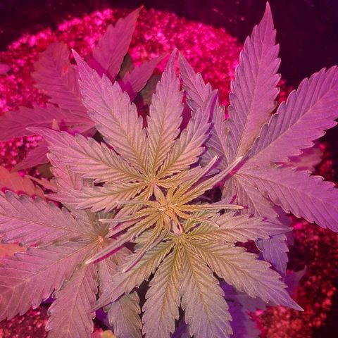 Super Critical Automatic growlog timeline photo