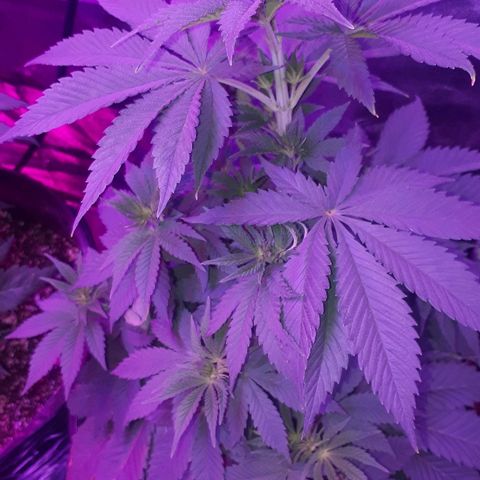 OG Kush #1 growlog timeline photo