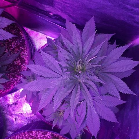 OG Kush #1 growlog timeline photo
