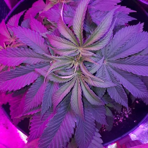 Gorilla Zkittlez growlog timeline photo
