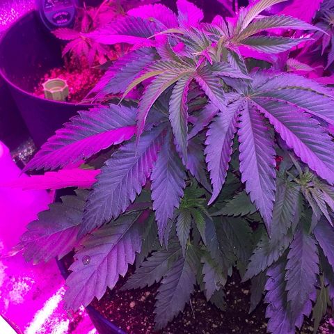 Gorilla Zkittlez growlog timeline photo