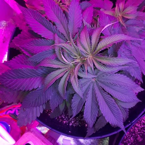 Gorilla Zkittlez growlog timeline photo