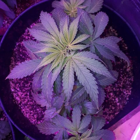 Glue Gelato Auto growlog timeline photo