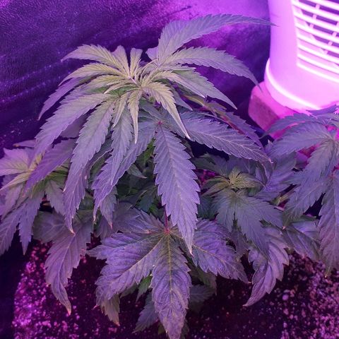 Glue Gelato Auto growlog timeline photo