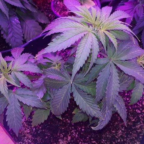 Glue Gelato Auto growlog timeline photo