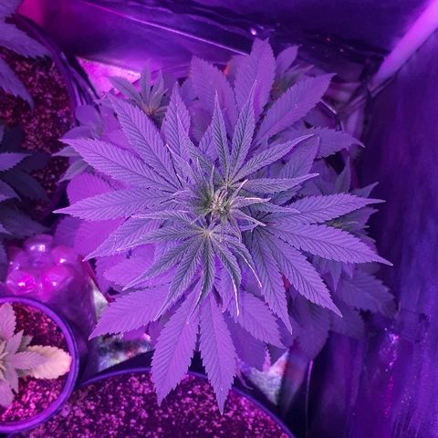OG Kush #1 growlog timeline photo