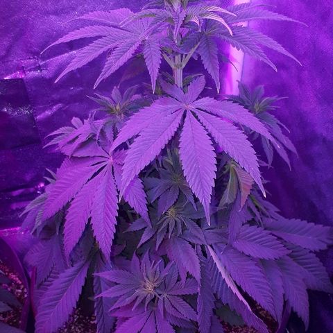 OG Kush #1 growlog timeline photo