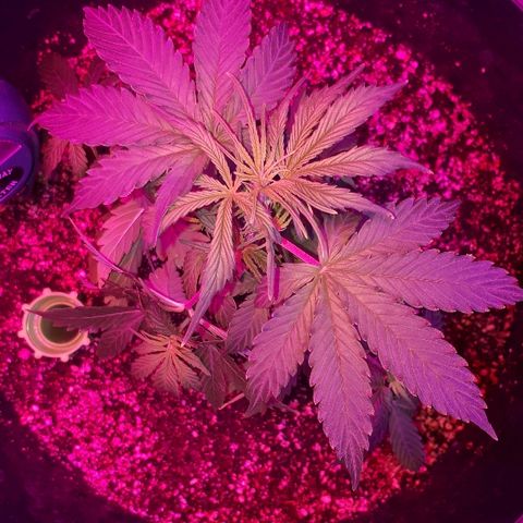 Super Critical Automatic growlog timeline photo