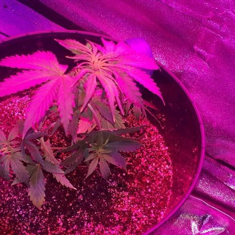Super Critical Automatic growlog timeline photo
