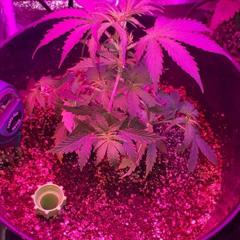 Super Critical Automatic growlog timeline photo