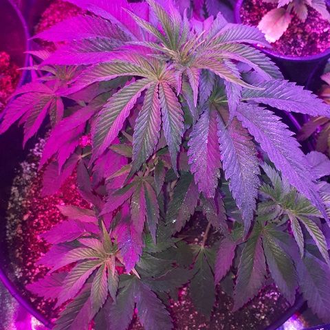 Gorilla Zkittlez growlog timeline photo