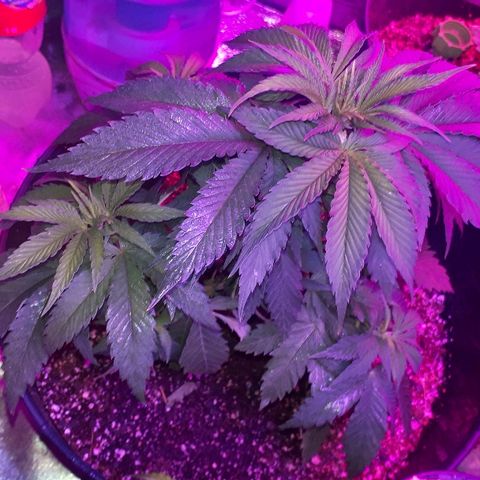 Gorilla Zkittlez growlog timeline photo