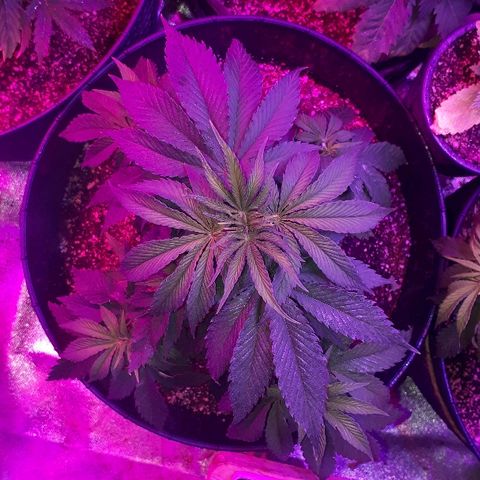 Gorilla Zkittlez growlog timeline photo