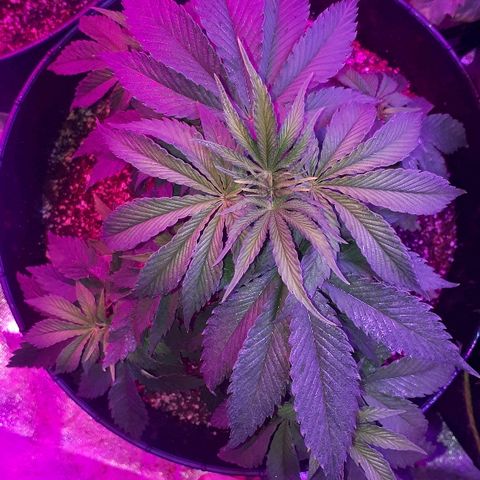 Gorilla Zkittlez growlog timeline photo