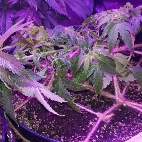 Glue Gelato Auto growlog timeline photo