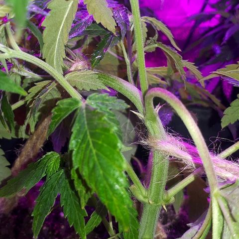 Glue Gelato Auto growlog timeline photo