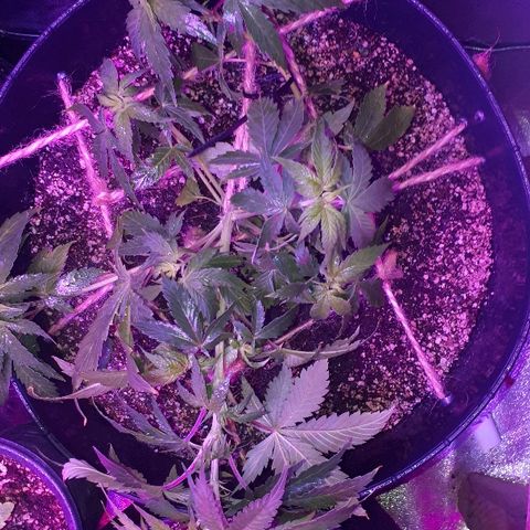 Glue Gelato Auto growlog timeline photo
