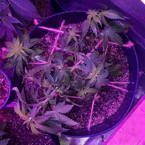 Glue Gelato Auto growlog timeline photo