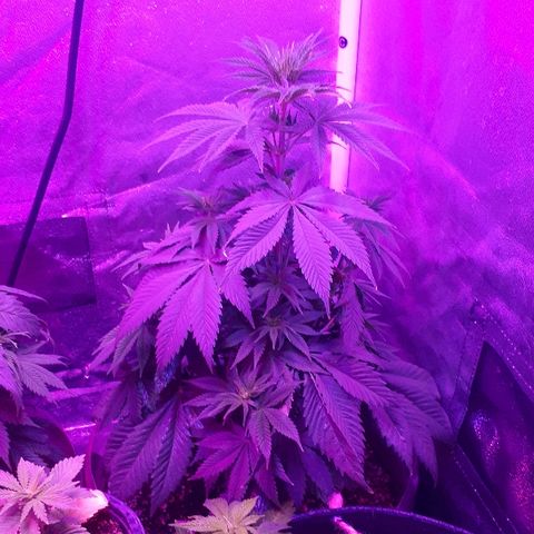 OG Kush #1 growlog timeline photo