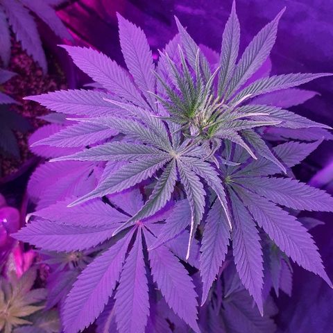 OG Kush #1 growlog timeline photo