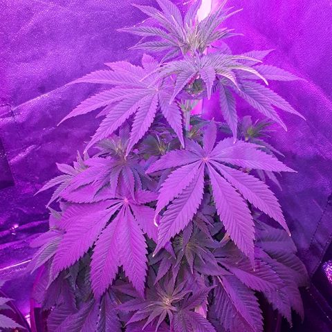 OG Kush #1 growlog timeline photo