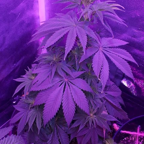 OG Kush #1 growlog timeline photo