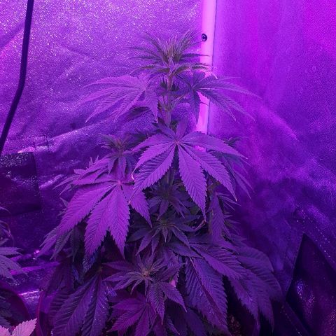 OG Kush #1 growlog timeline photo