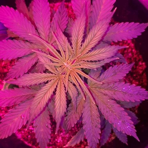 Super Critical Automatic growlog timeline photo