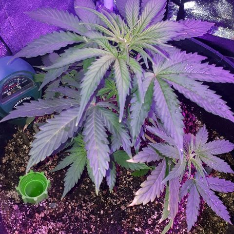Super Critical Automatic growlog timeline photo