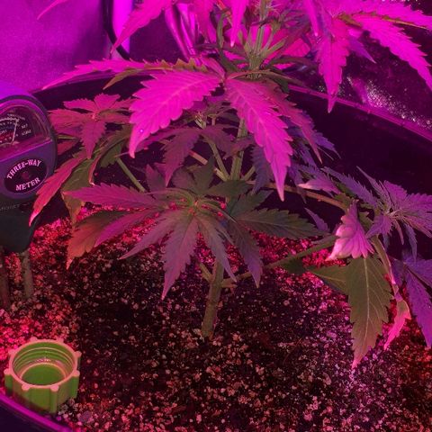 Super Critical Automatic growlog timeline photo