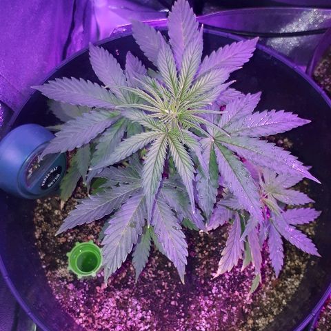 Super Critical Automatic growlog timeline photo