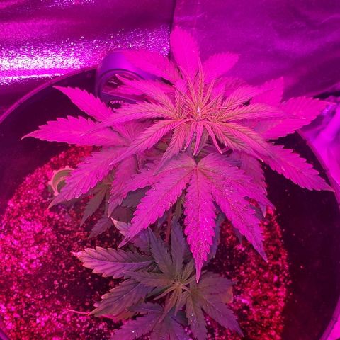 Super Critical Automatic growlog timeline photo