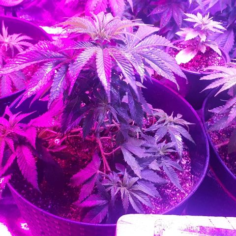 Gorilla Zkittlez growlog timeline photo