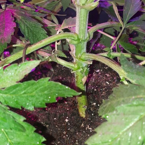 Gorilla Zkittlez growlog timeline photo